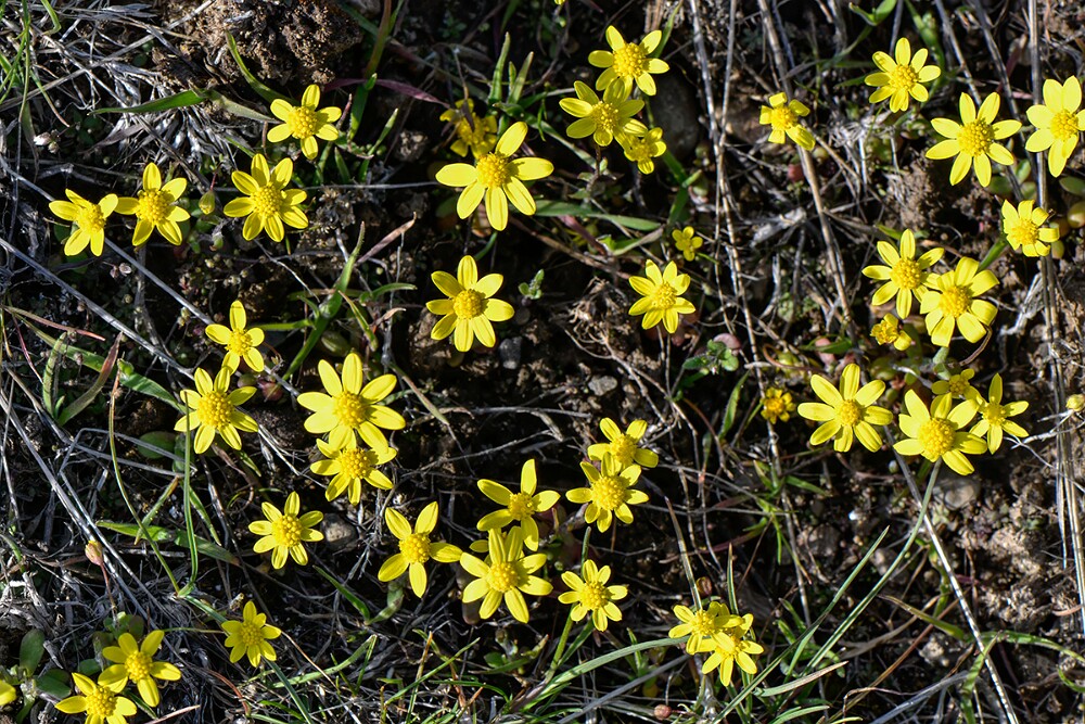 Common spring-gold