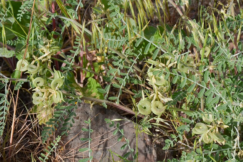 Curve-pod-milk-vetch-Astragalus-speirocarpus-2