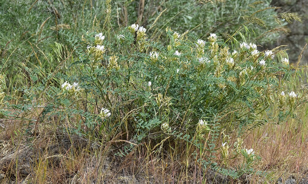 Curve-pod-milk-vetch-Astragalus-speirocarpus