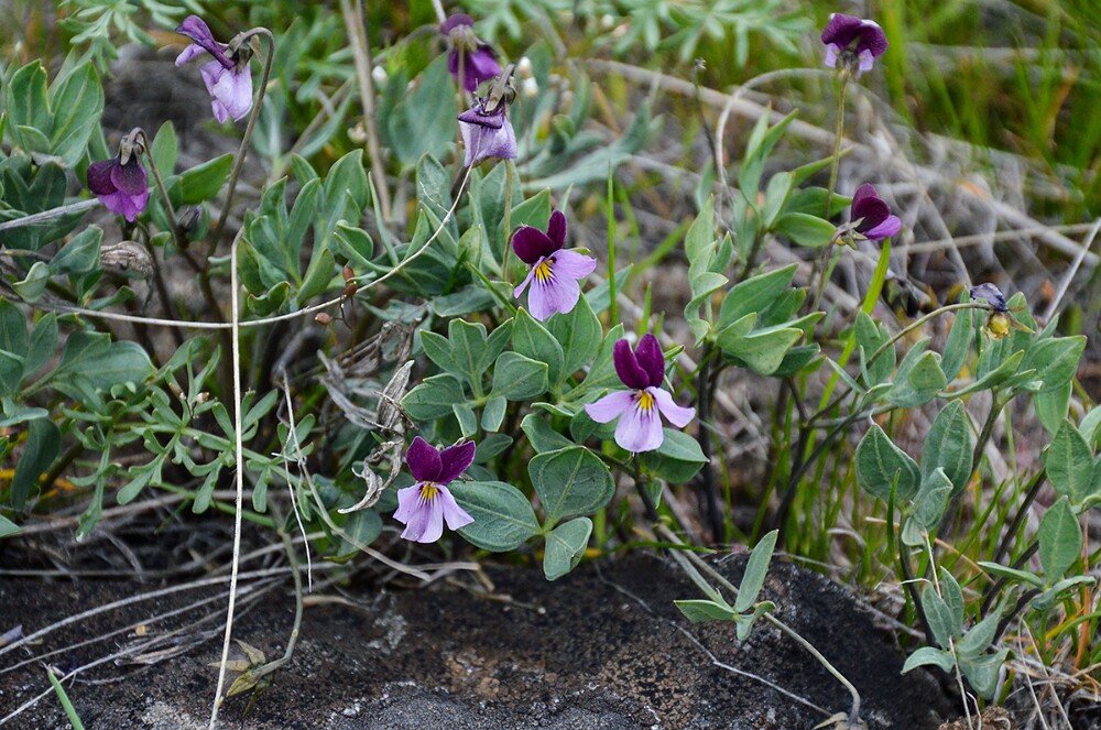 Desert pansy-Viola trinervata-1