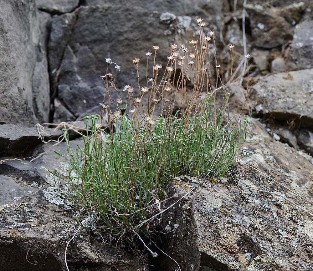 Desert yellow daisy - Erigeron linearis-3
