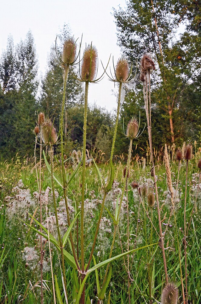 Fuller's-teasel-4