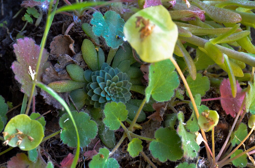 Leiberg's-stonecrop-Sedum-leibergii