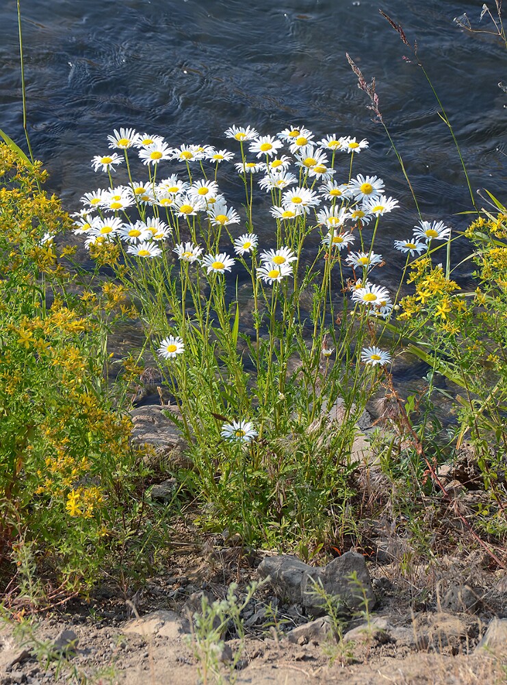 Oxeye-daisy-Leucanthemu-vulgar