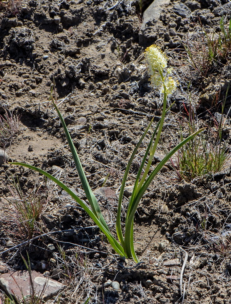 Panicled death-camas  Toxicoscordion paniculatum