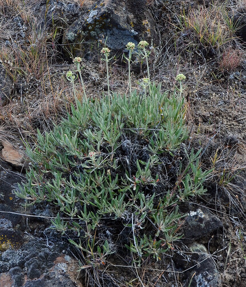 Parsnip-flowered-buckwheat-Eriogonum-heracleoides-1