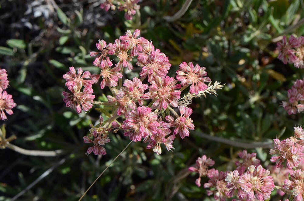 Parsnip-flowered-buckwheat-Eriogonum-heracleoides-10