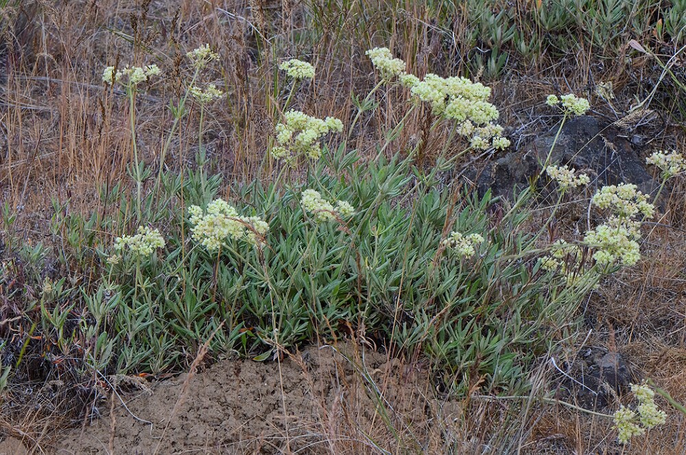 Parsnip-flowered-buckwheat-Eriogonum-heracleoides-3