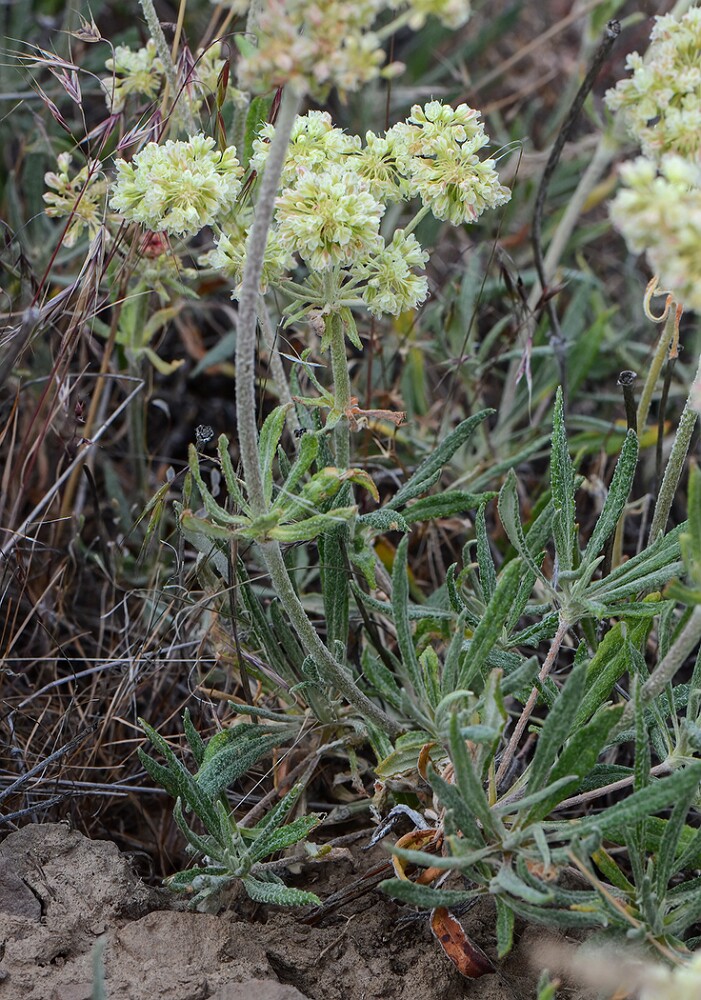 Parsnip-flowered-buckwheat-Eriogonum-heracleoides-4