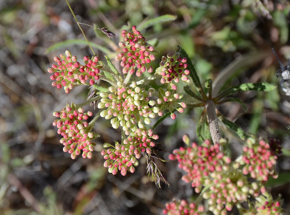 Parsnip-flowered-buckwheat-Eriogonum-heracleoides-7