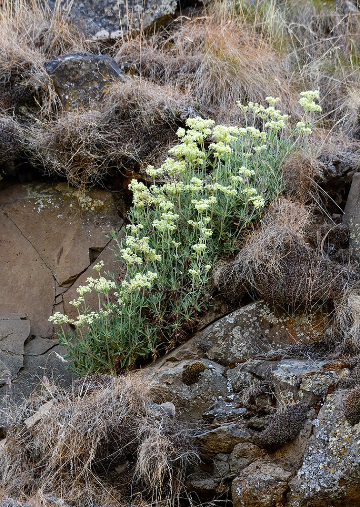 Parsnip-flowered-buckwheat-Eriogonum-heracleoides