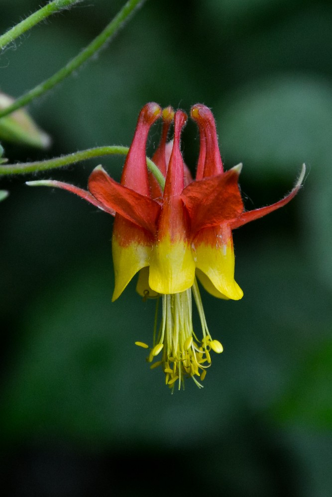 Red columbine - Aquilegia formosa