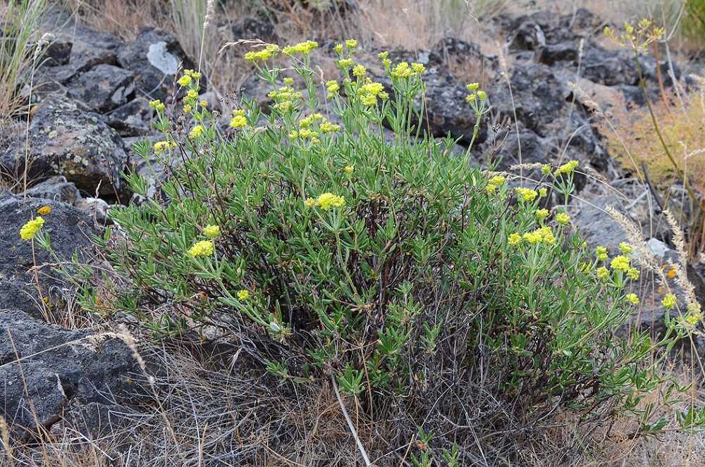 Rock-buckwheat-Eriogonum-sphaerocephalum-5