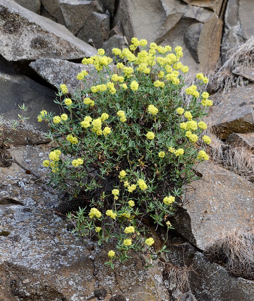 Rock-buckwheat-Eriogonum-sphaerocephalum