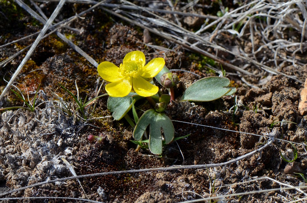Sagebrush buttercup (2)