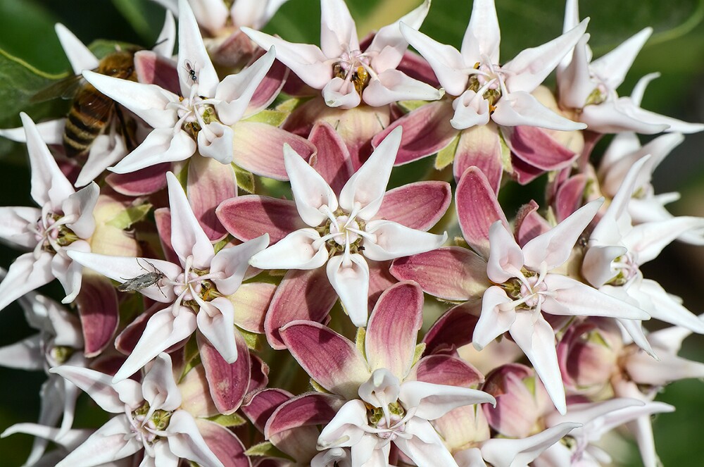 Showy Milkweed - Asclepias speciosa-3