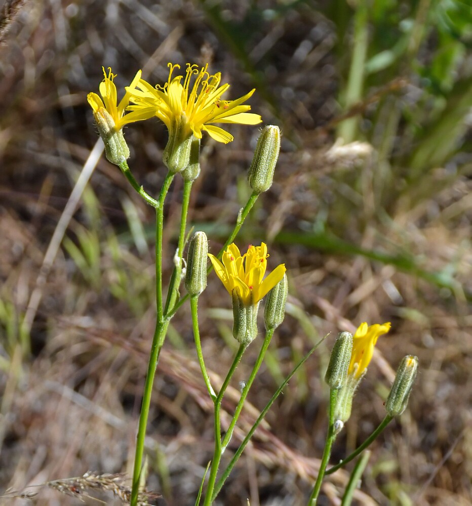 Slender-hawksbeard-Crepis-atribarba-1