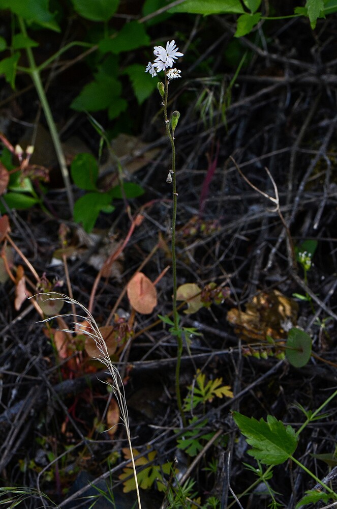 Smallflower-woodland-star-Lithophragma-parviflorum-2