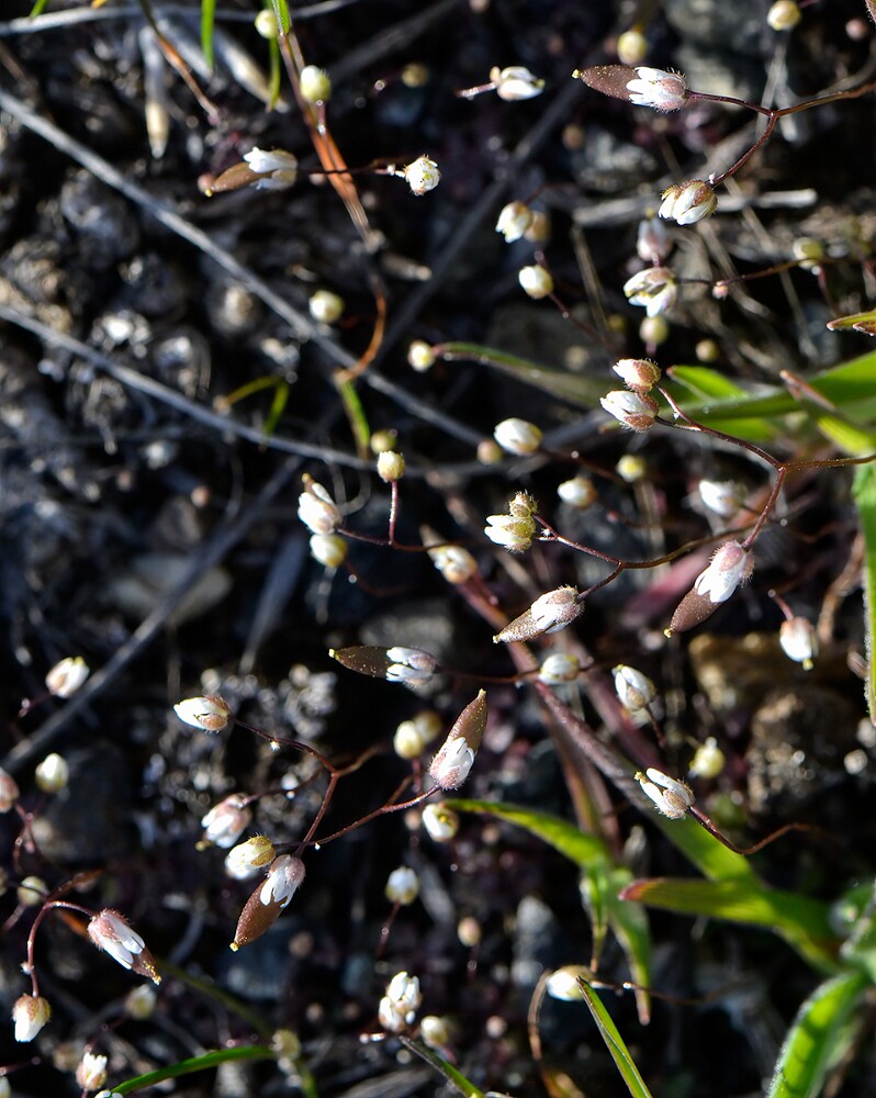 Spring whitlow-grass-Draba-verna-4