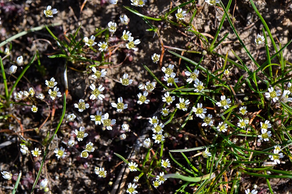 Spring whitlow-grass-Draba-verna