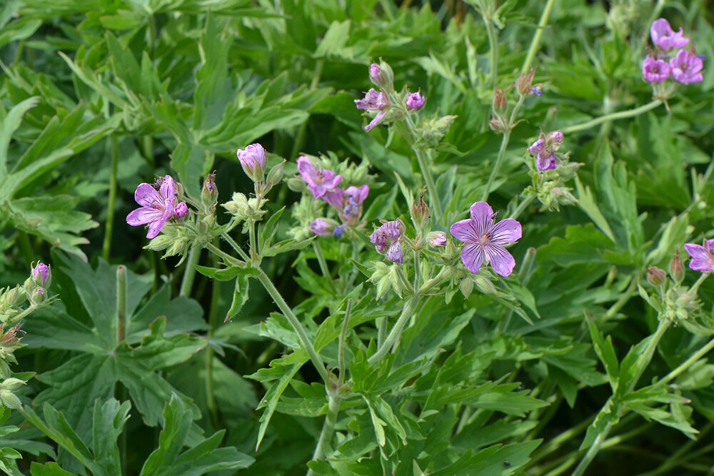 Sticky-purple-geranium-Geranium-viscosissimum
