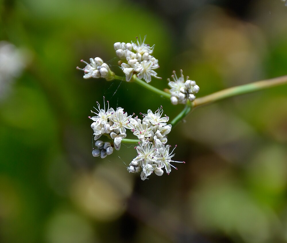 Tall-wooly-buckwheat-Eriogonum-elatum-1