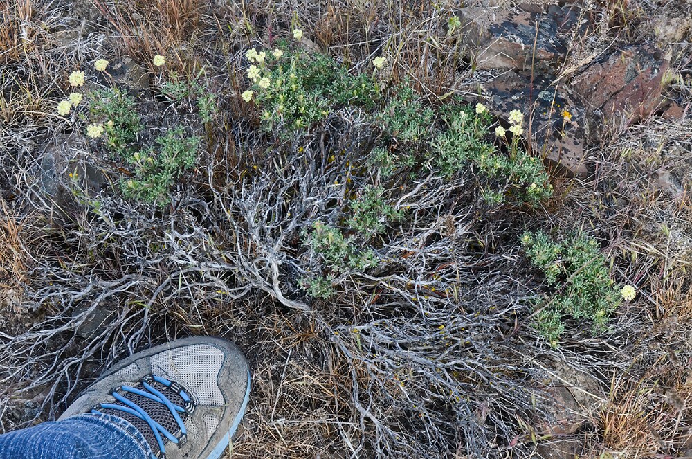 Thyme-leaf wild buckwheat (1)