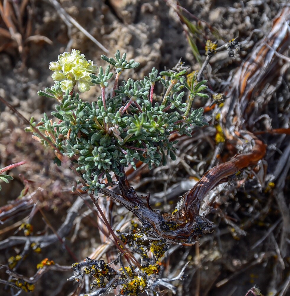 Thyme-leaf wild buckwheat (3)