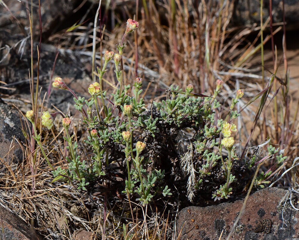 Thyme-leaf wild buckwheat (4)
