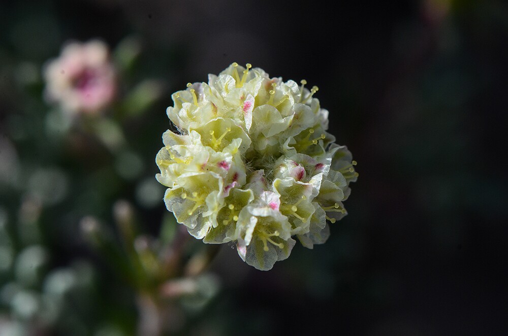 Thyme-leaf wild buckwheat (5)