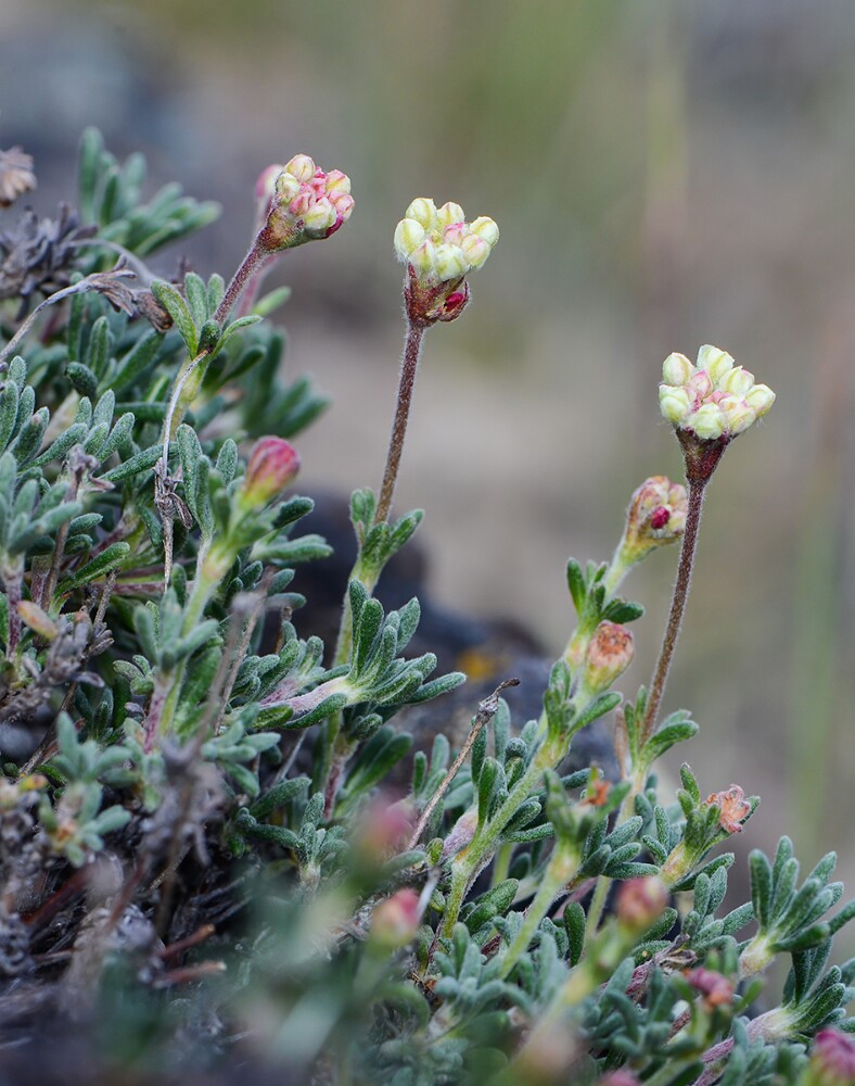 Thyme-leaf wild buckwheat (6)