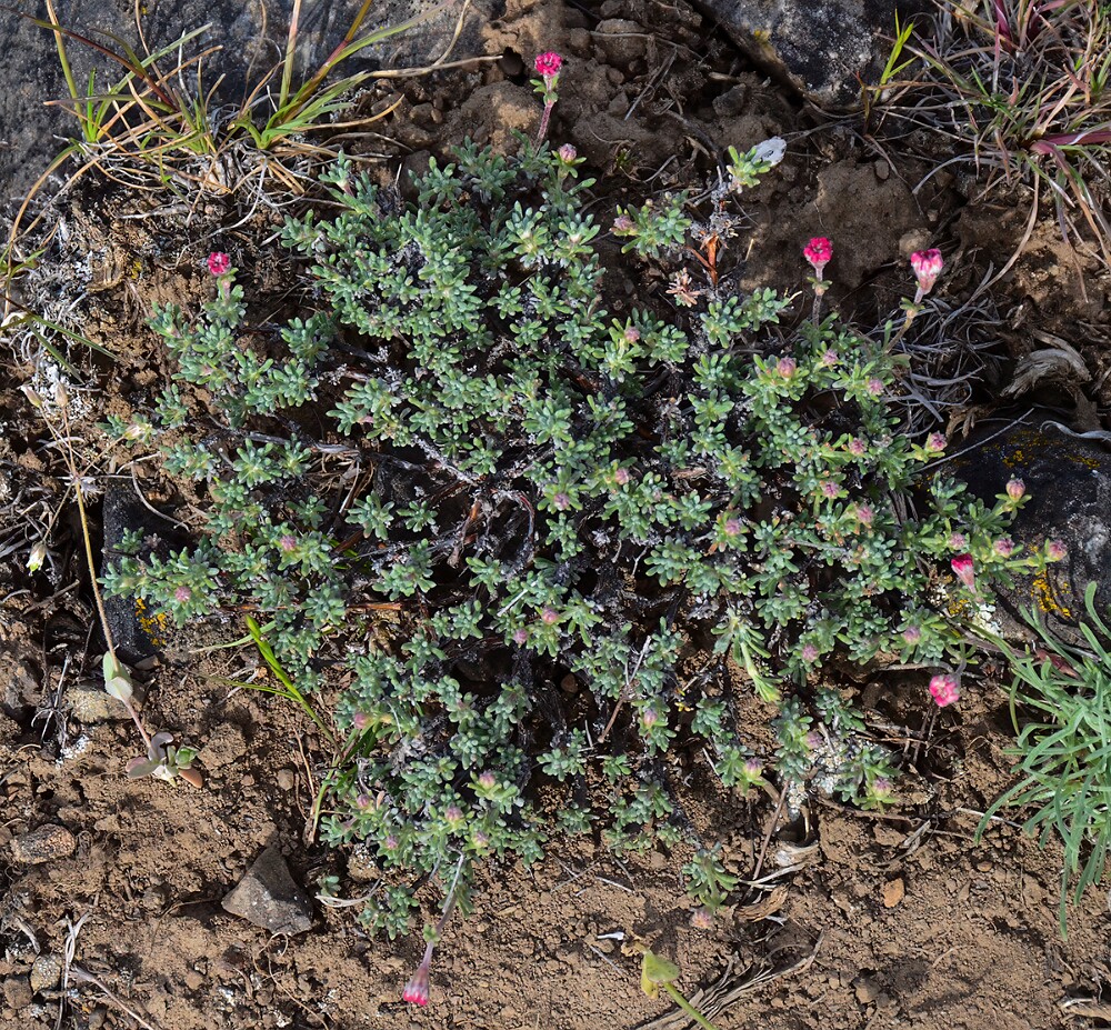 Thyme-leaf wild buckwheat (8)