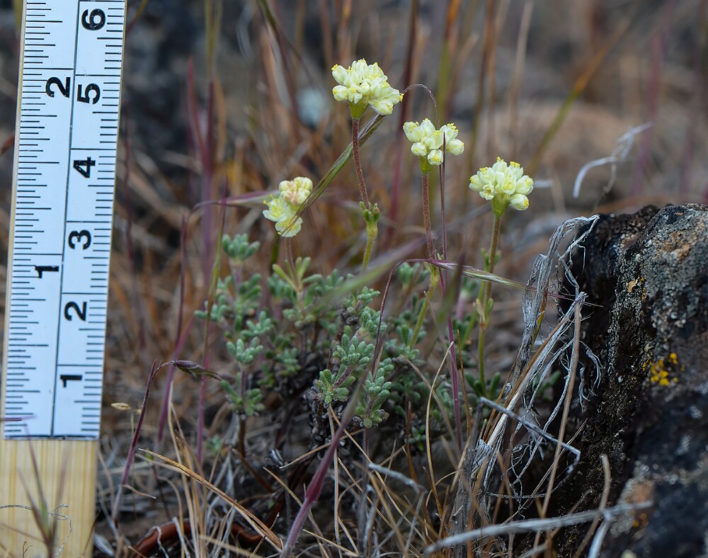 Thyme-leaf wild buckwheat (9)