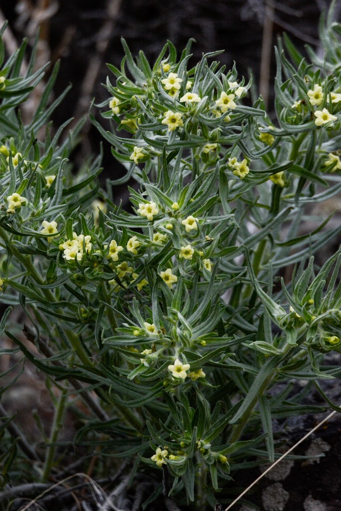Western stoneseed - Lithospermum ruderale