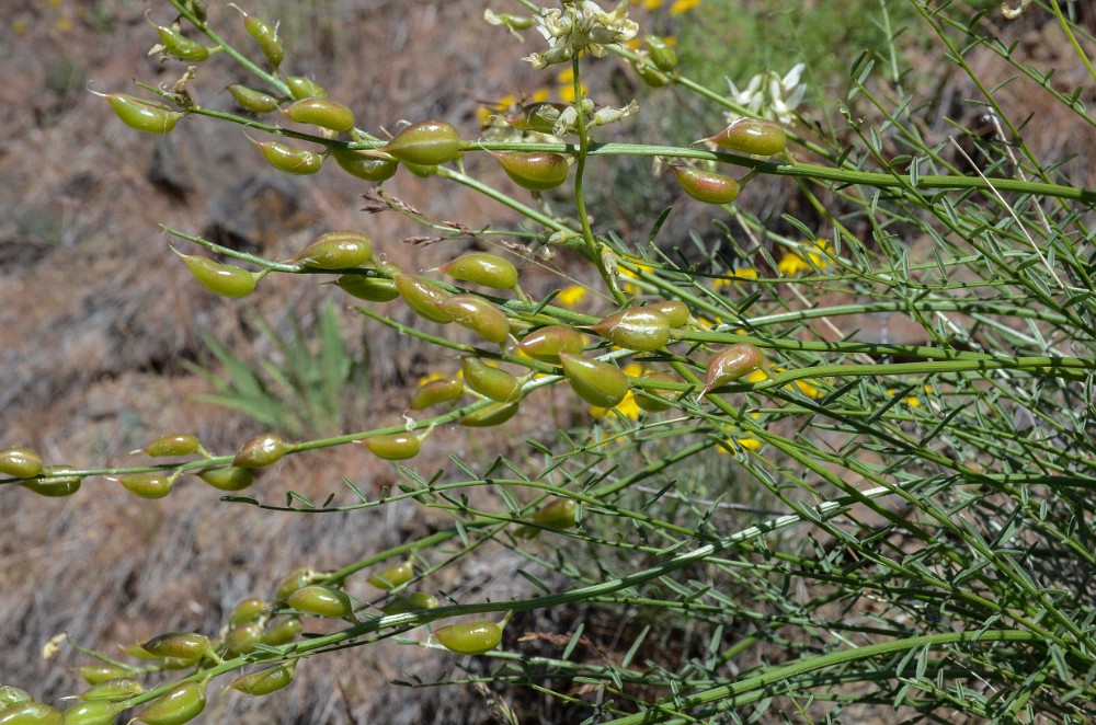 Yakima Milkvetch3