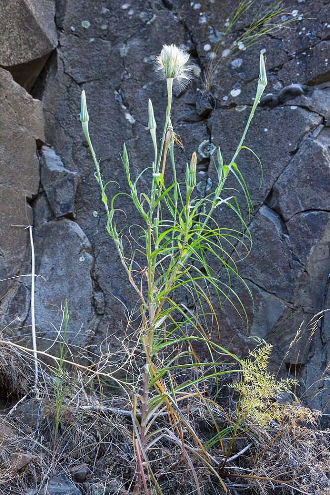 Yellow-salsify-Tragopogon-dubius-2