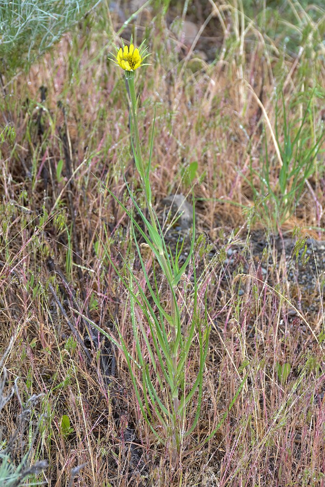 Yellow-salsify-Tragopogon-dubius
