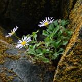 Basalt-daisy-Erigeron-basalticus-2