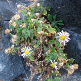 Basalt-daisy-Erigeron-basalticus-6