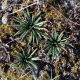 Bitterroot-Lewisia-rediviva-1