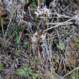 Bulbous-prairie-star-Lithophragma-glabrum-2