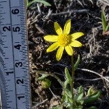 Common spring-gold (2)