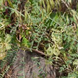 Curve-pod-milk-vetch-Astragalus-speirocarpus-2