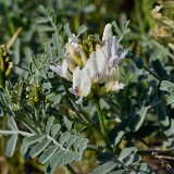 Curve-pod-milk-vetch-Astragalus-speirocarpus-4