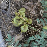 Curve-pod-milk-vetch-Astragalus-speirocarpus-5