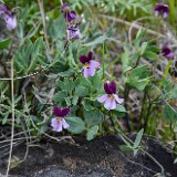 Desert pansy-Viola trinervata-1