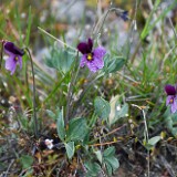 Desert pansy-Viola trinervata-2
