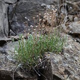 Desert yellow daisy - Erigeron linearis-3