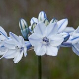 Douglas'-brodiaea-Triteleia-grandiflora