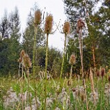 Fuller's-teasel-4